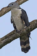 Grey-headed Kite