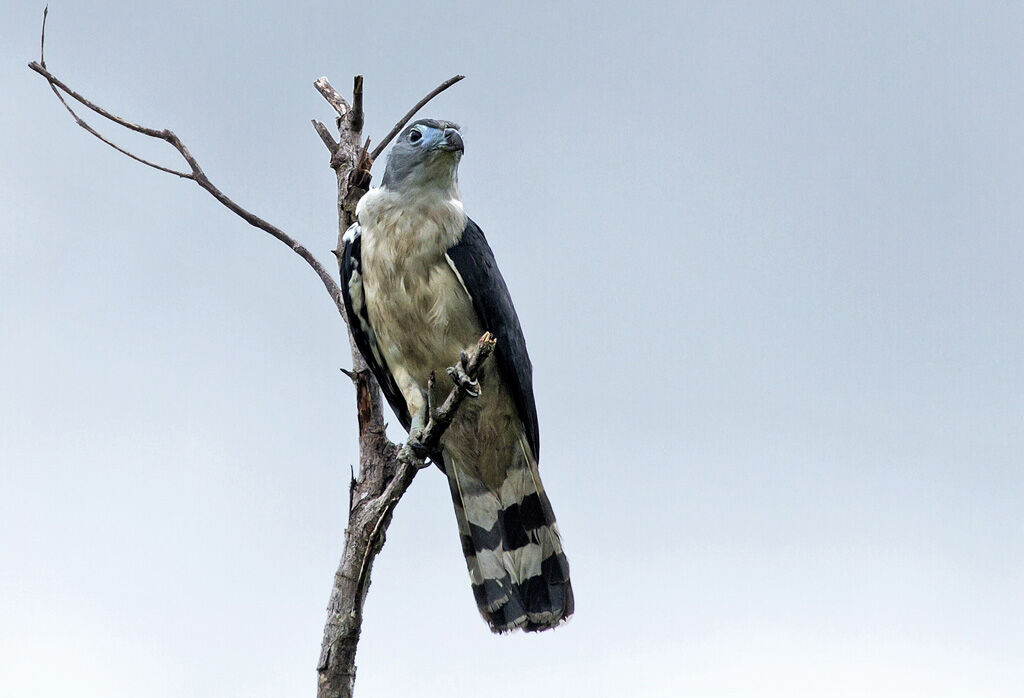 Grey-headed Kiteadult