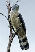 Grey-headed Kite