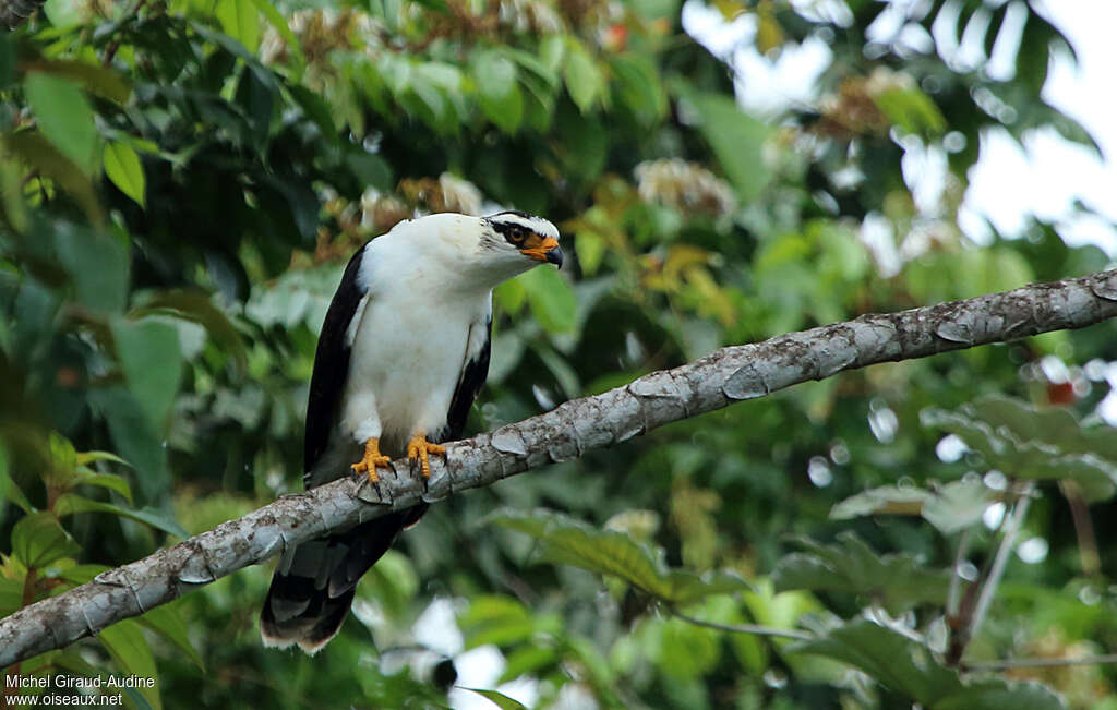 Grey-headed Kiteadult