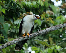 Grey-headed Kite