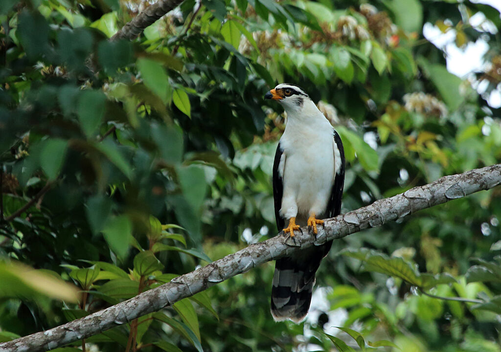 Grey-headed Kiteimmature