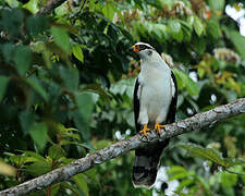 Grey-headed Kite