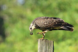 Snail Kite