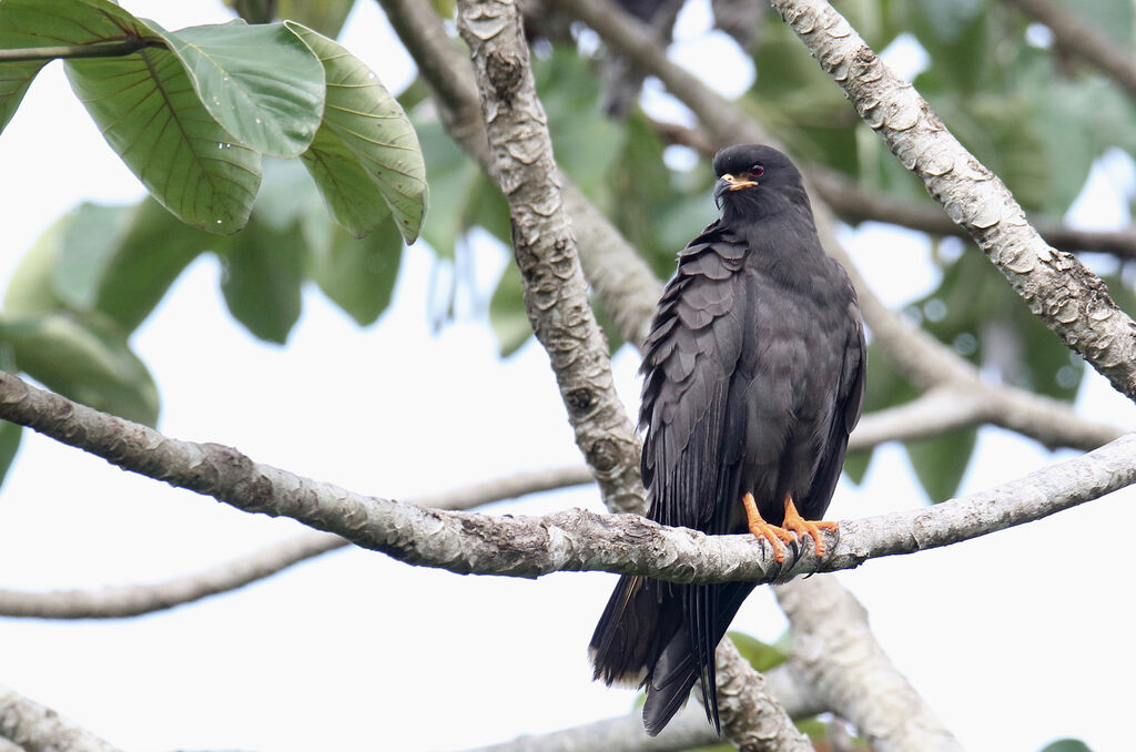 Snail Kite male adult