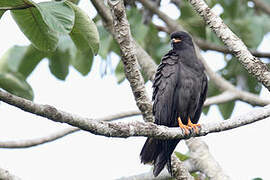 Snail Kite