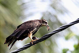 Snail Kite