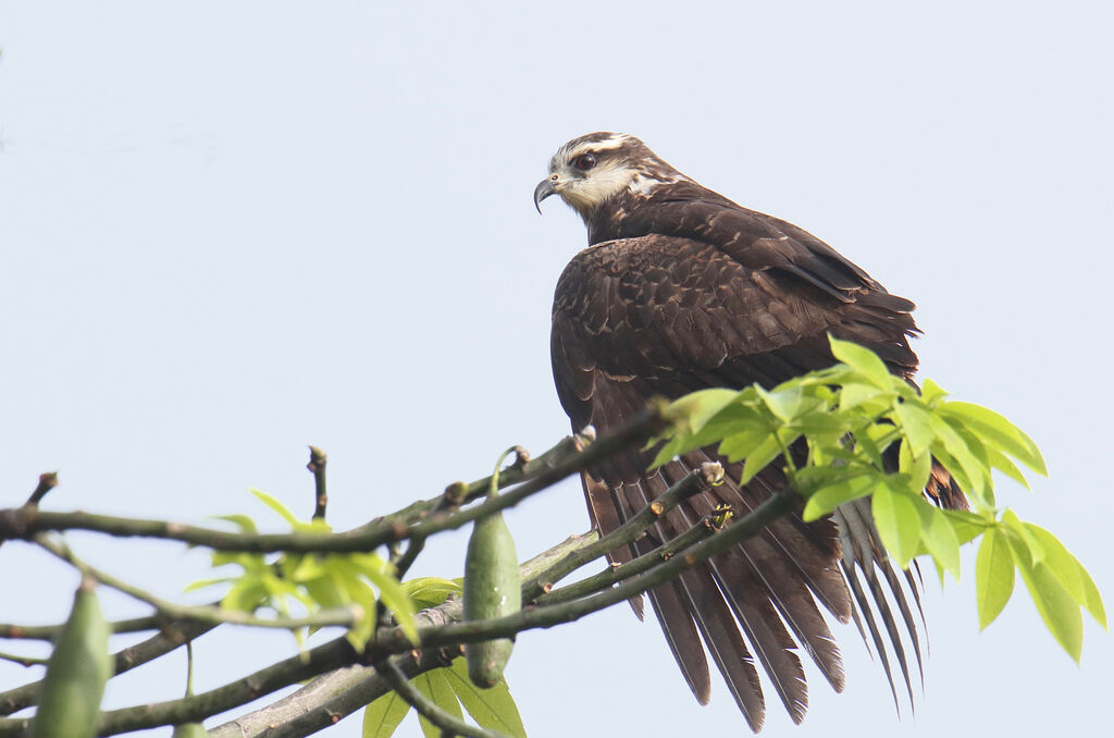 Snail Kite female adult