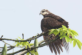 Snail Kite