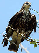 Snail Kite