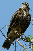 Snail Kite