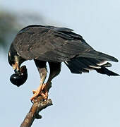 Snail Kite