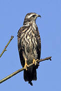 Snail Kite