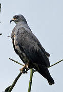 Snail Kite