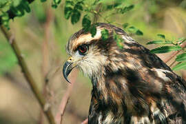 Snail Kite