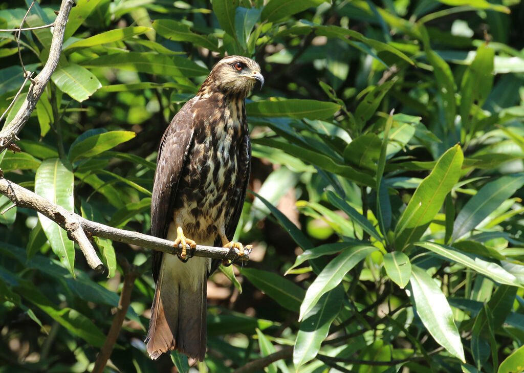 Snail Kite female