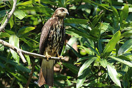 Snail Kite