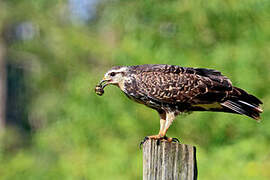 Snail Kite