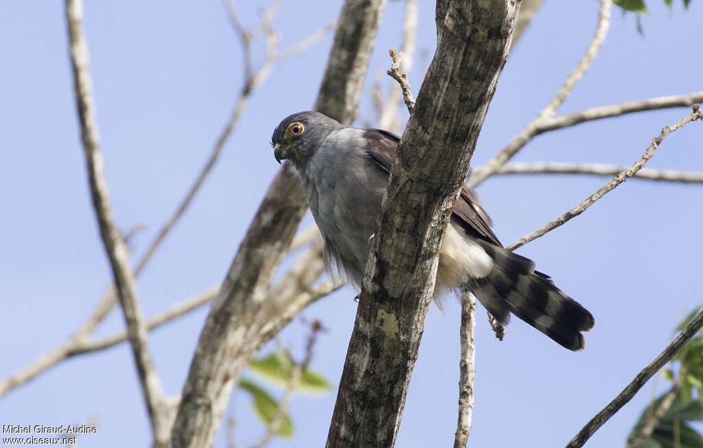 Rufous-thighed Kite