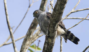 Rufous-thighed Kite