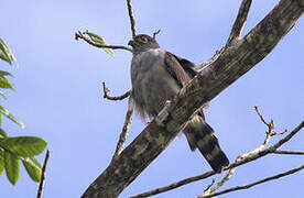 Rufous-thighed Kite