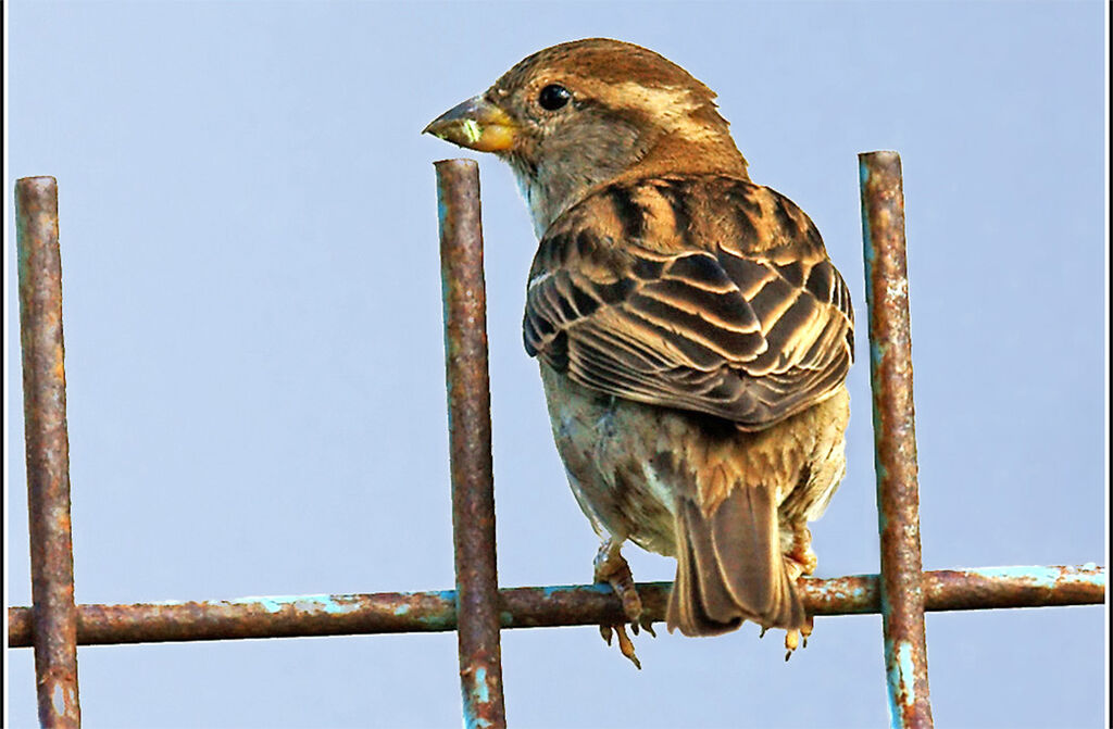 House Sparrow female