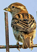 House Sparrow