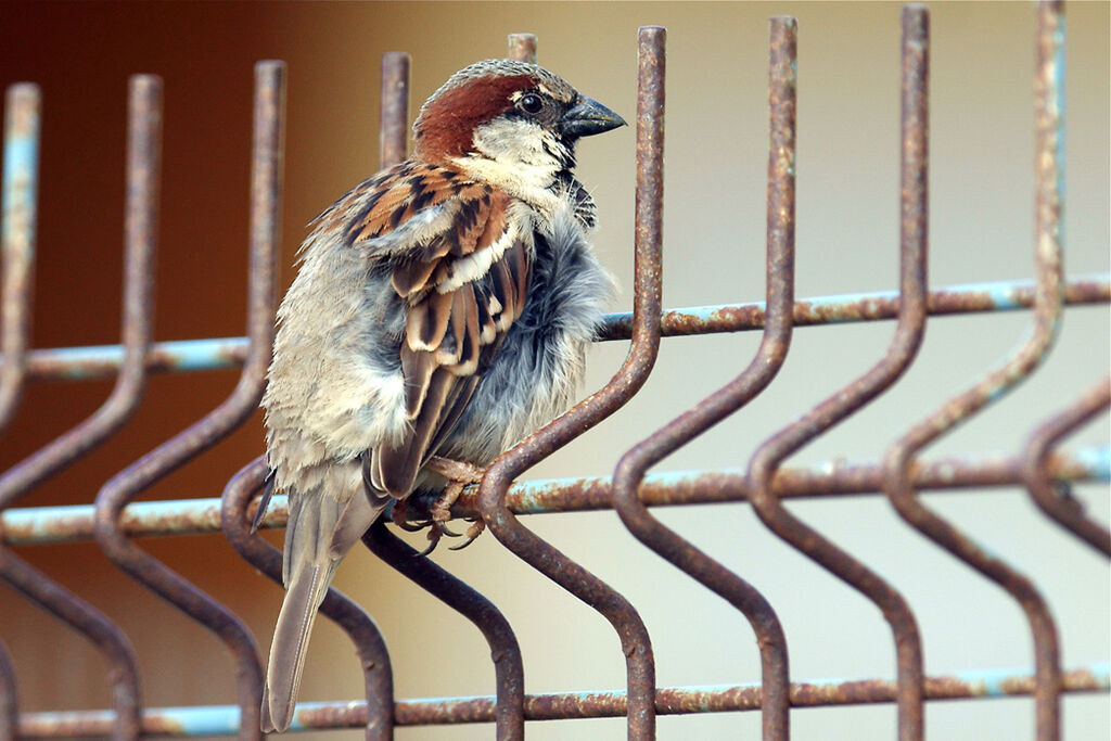 House Sparrow male adult