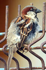 Moineau domestique