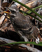 Tropical Mockingbird