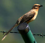 Tropical Mockingbird