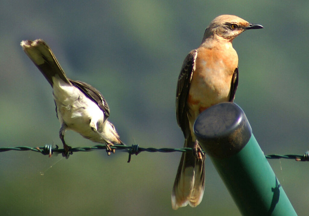 Tropical Mockingbird