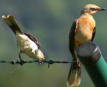 Tropical Mockingbird