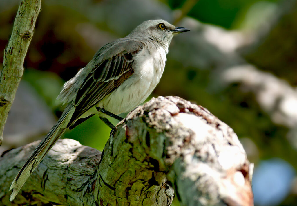 Tropical Mockingbird