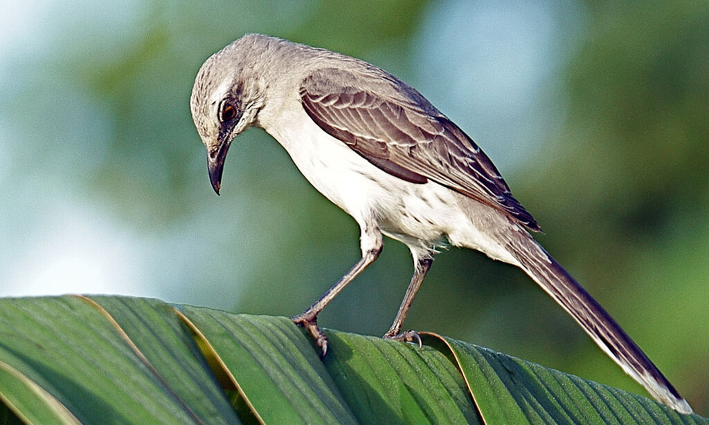 Tropical Mockingbirdadult