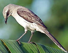 Tropical Mockingbird