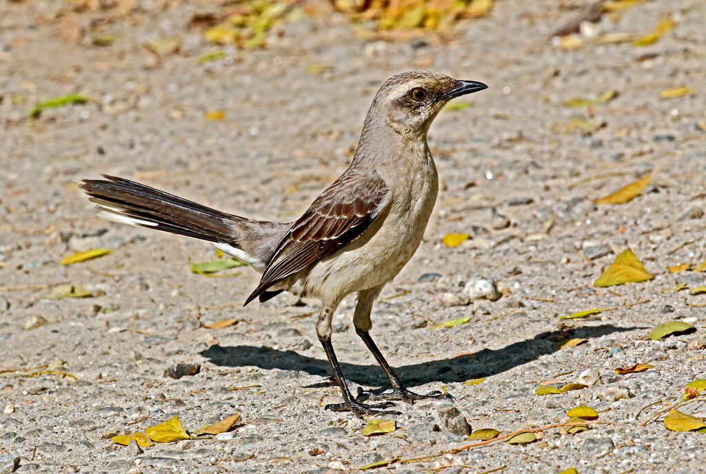 Tropical Mockingbird