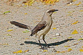 Tropical Mockingbird