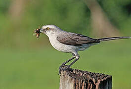 Tropical Mockingbird