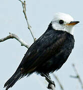 White-headed Marsh Tyrant