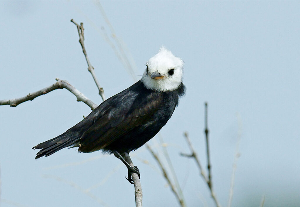 White-headed Marsh Tyrant male adult