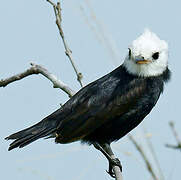 White-headed Marsh Tyrant