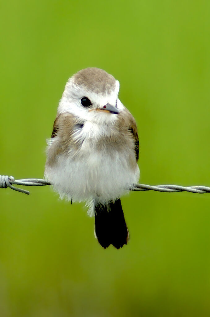 White-headed Marsh Tyrant