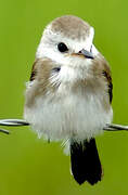 White-headed Marsh Tyrant