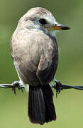 White-headed Marsh Tyrant