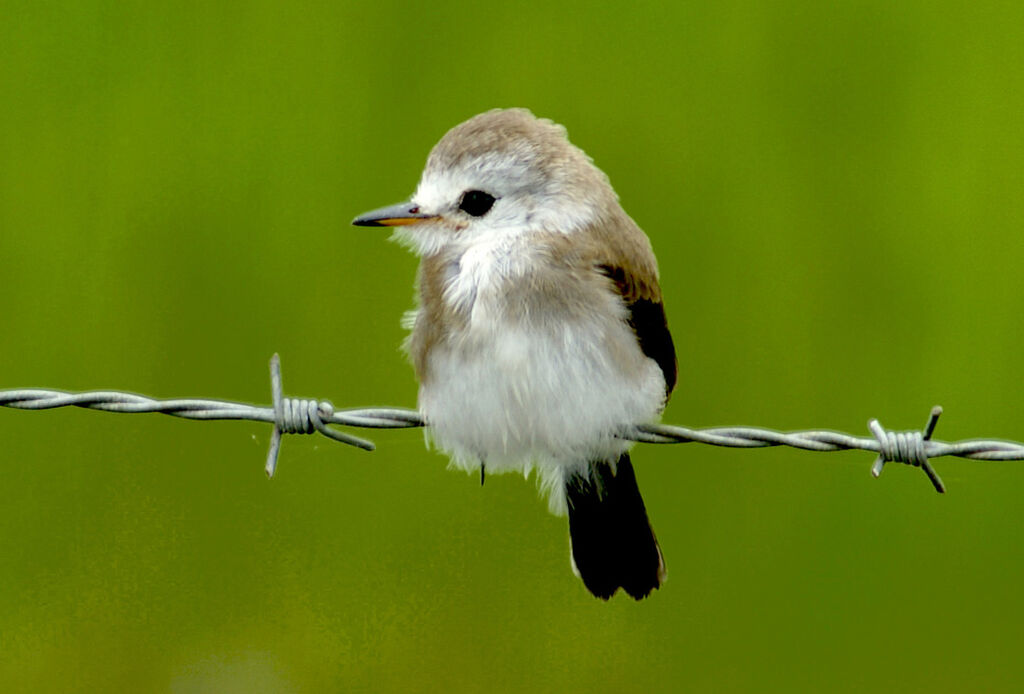 White-headed Marsh Tyrant female adult