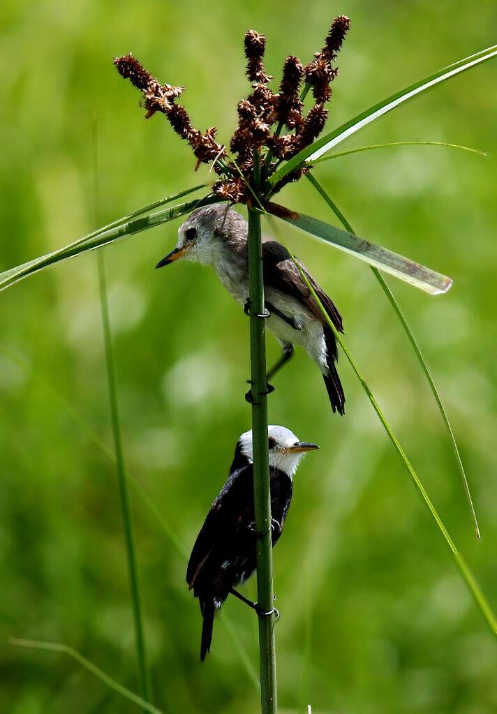 White-headed Marsh Tyrant 