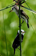 White-headed Marsh Tyrant