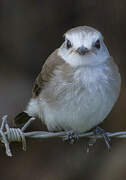 White-headed Marsh Tyrant