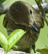 Bran-colored Flycatcher